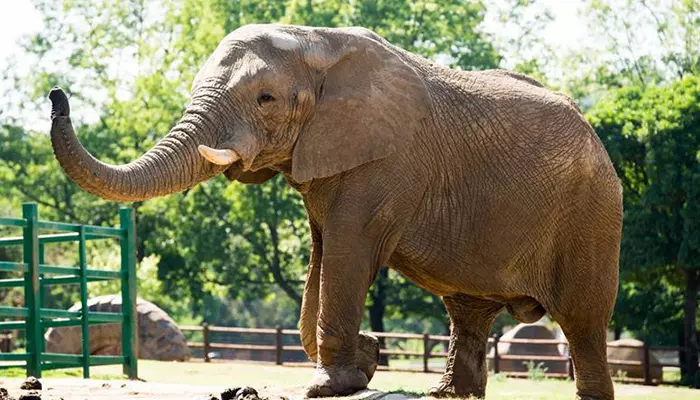 باغ وحش ژوهانسبورگ باغ وحش ژوهانسبورگ